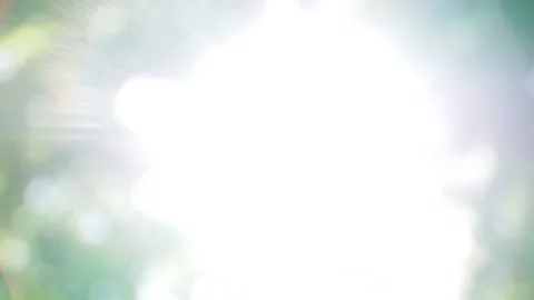 Sun flecks and rays on blurry green Stock-Footage 160642904