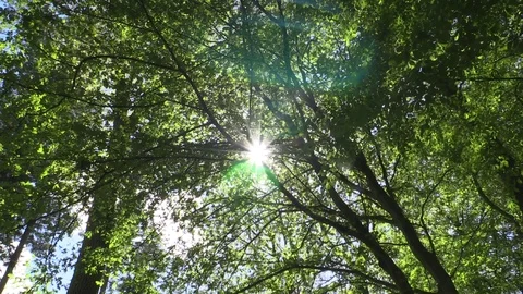 Sun flickering and flaring through fresh green foliage in spring forest. 스톡 동영상 107927504