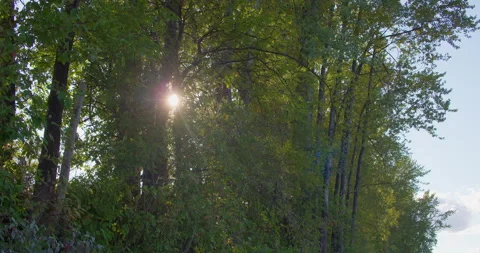 Sun Flickering behind Tree Leaves 4K Stock Footage 160147529
