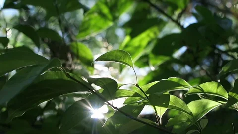 Sun flickering through close up of leaves and foliage. Stockbeeldmateriaal 97399767