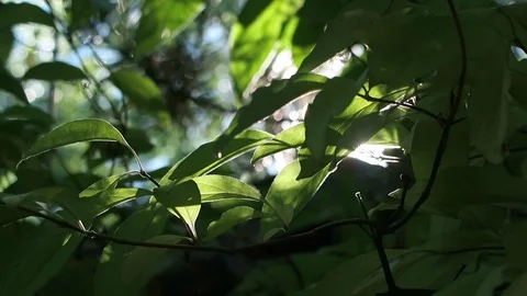 Sun flickering through close up of leaves and foliage. Stock Footage 97400970