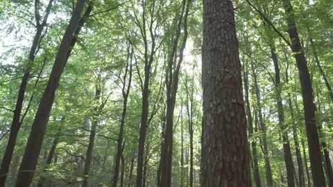 Sun flickering through the forest trees Vidéo 133945430