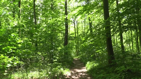 Sun flickering through fresh green spring foliage on forest path Video stock 107927558
