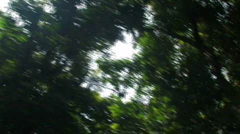 Sun flickering through trees Stock Footage 462147