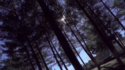 Sun floated in row of trees Video stock 109483376