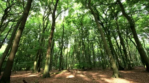 Sun-flooded forest in fast-motion  Vídeo Stock 11614926