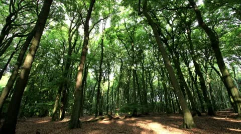Sun-flooded forest in fast-motion  Stock-Footage 11614935