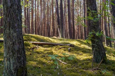 Sun flooded forest Stock Photos