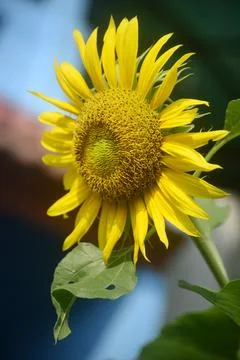 Sun flower #2 Stock Photos