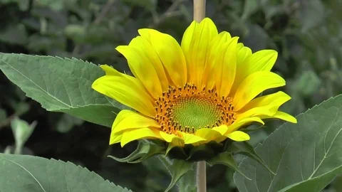 Sun Flower 3 Stock Footage 77029799