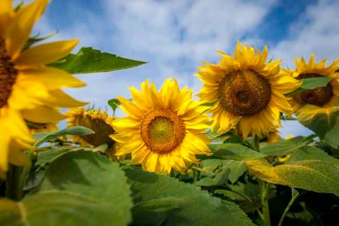 Sun flower 3d close up Stock Photos
