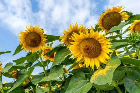 Sun flower 3d close up Stock Photos