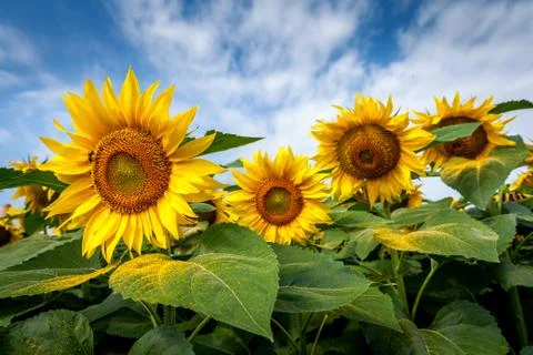 Sun flower 3d close up Stock Photos