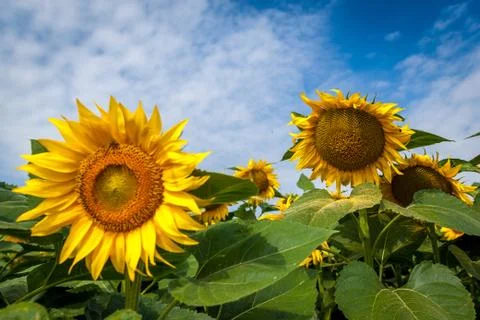 Sun flower 3d close up Stock Photos