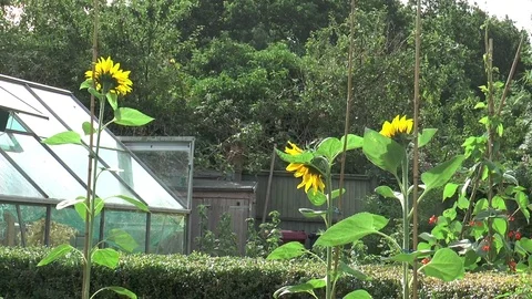 Sun Flower 4 Stock Footage 77029865