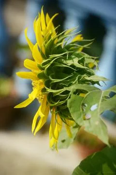 Sun flower #4 Stock Photos