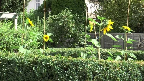 Sun Flower 5 Stock Footage 77029843