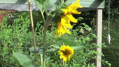 Sun Flower 6 Video stock 77029688