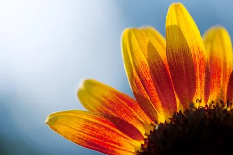 Sun flower abstract Stock Photos