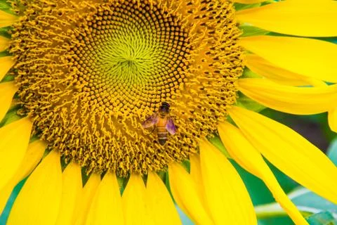 Sun flower and bee Stock Photos