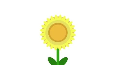 Sun flower animation on white background Stock Footage 252060666