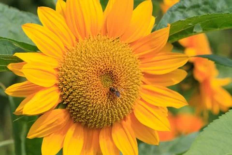 Sun flower with bee close up Stock Photos