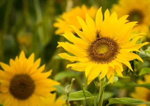 Sun flower bee Stock Photos