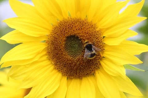 Sun flower with bee Stock Photos