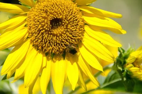Sun flower with beetle Stock Photos