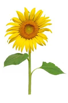 Sun flower blooming Stock Photos