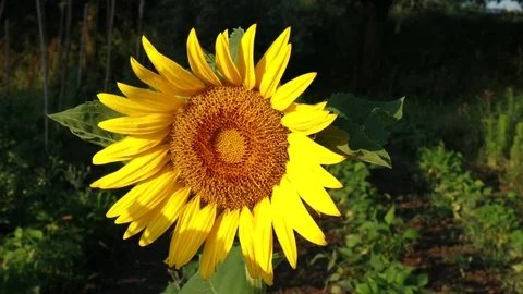 Sun flower blossom close up Video stock 111961929