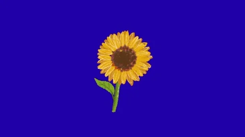 Sun flower on blue background 库存影片 332209803