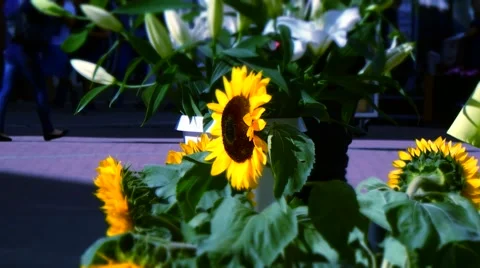 Sun flower in city time lapse Stock Footage 66059052