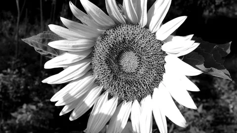 Sun Flower close up 0500 Stock Footage 111997518