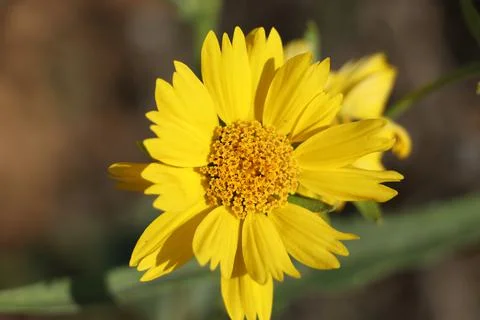 Sun flower close up with blur background. Stock Photos