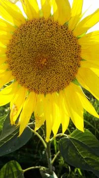 Sun flower close image Fotos Stock