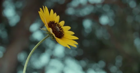 Sun Flower Close Shot Stock Footage 134546631