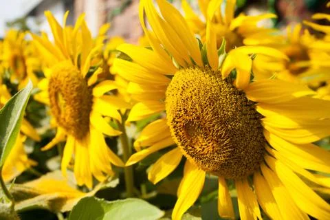 Sun flower Closed up Foto stock