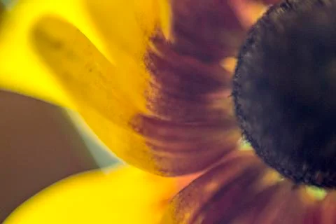 Sun Flower Closeup  Stockfoto's