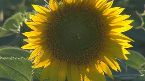 Sun flower dancing in sunlight Video stock 11240149