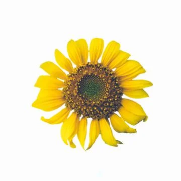 Sun flower on dark background Stock Photos