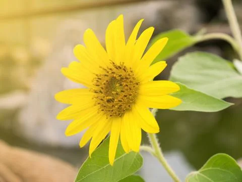 Sun flower on day view background. Stock Photos