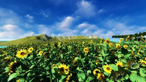 SUN FLOWER FIELD ON A BEAUTIFUL DAY Stock Footage 86232075