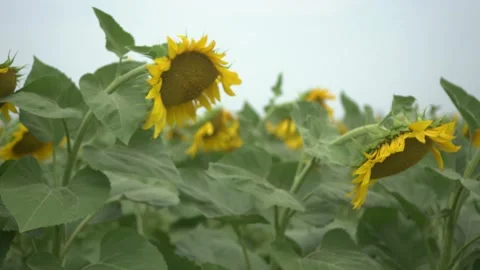 Sun flower field. Camera move to the left and show many sunflowers on the field. Stock Footage 134617179