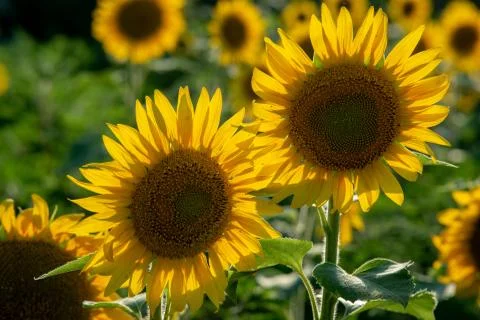Sun flower Field during sunset hour Stock Photos