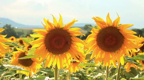 Sun flower field Vidéo 25837913