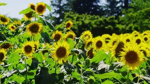 Sun Flower Field Video stock 82483814