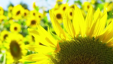 Sun Flower Field Stock Footage 82487330