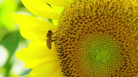 Sun Flower Field Video stock 82487531