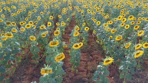 Sun flower field Stock Footage 113445888